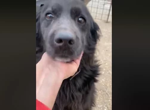 Moutsi (adopted), female senior Mixed Breed for adoption at Souda Shelter, Chania