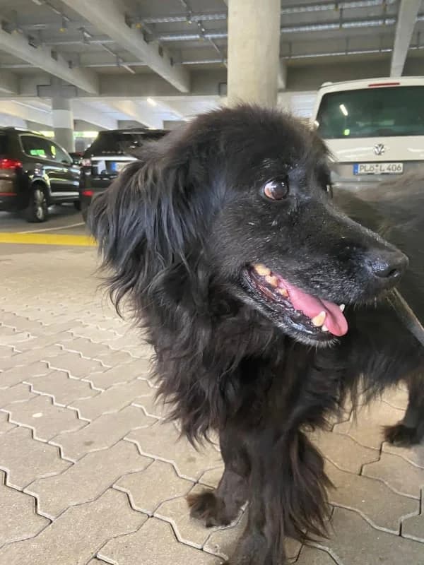 Moutsi (adopted) photo 2