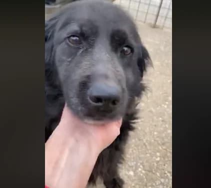 Moutsi (adopted) photo 3