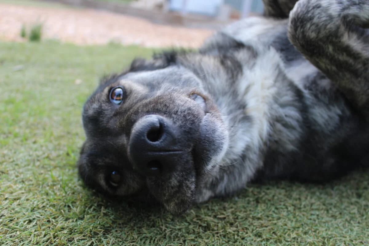 Persa (Πέρσα), female Mixed Breed for adoption at SPAZ Athens, Athens