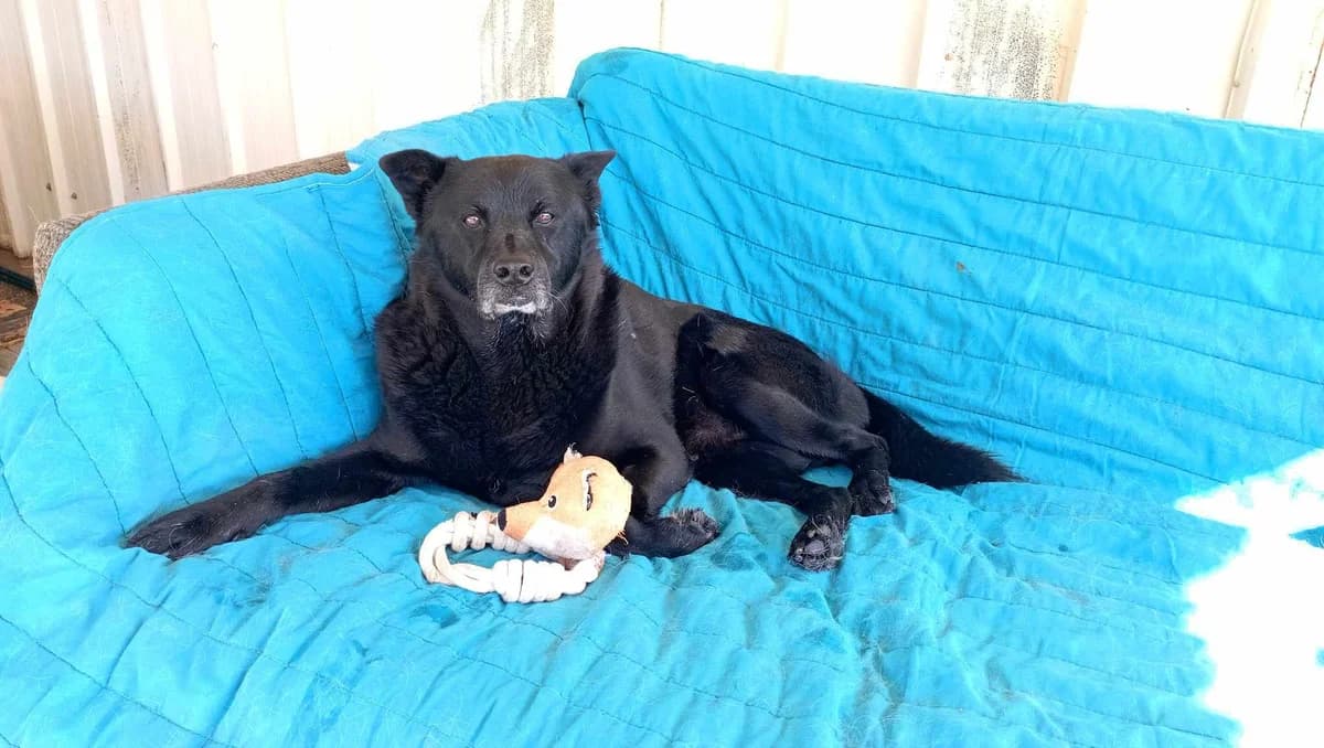 Chappy, male 3yo Mixed Breed for adoption at Souda Shelter, Chania