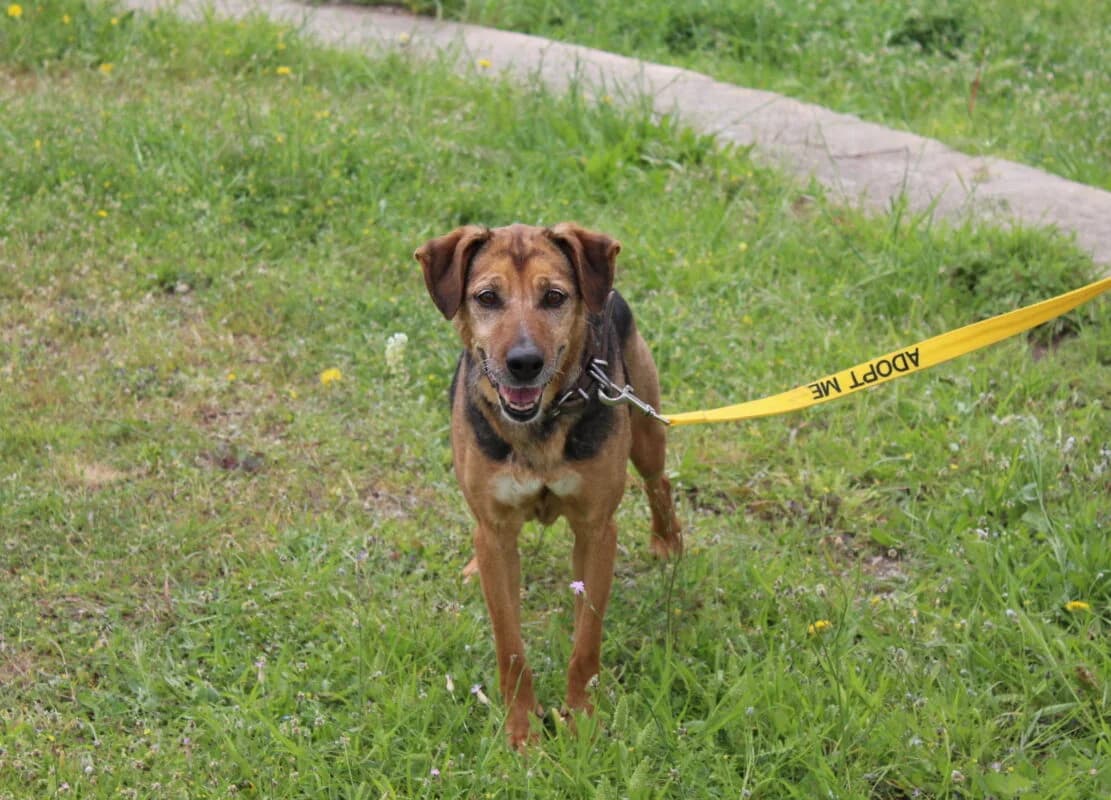Chaido (Χάιδω), female 7yo Mixed Breed for adoption at SPAZ Athens, Athens