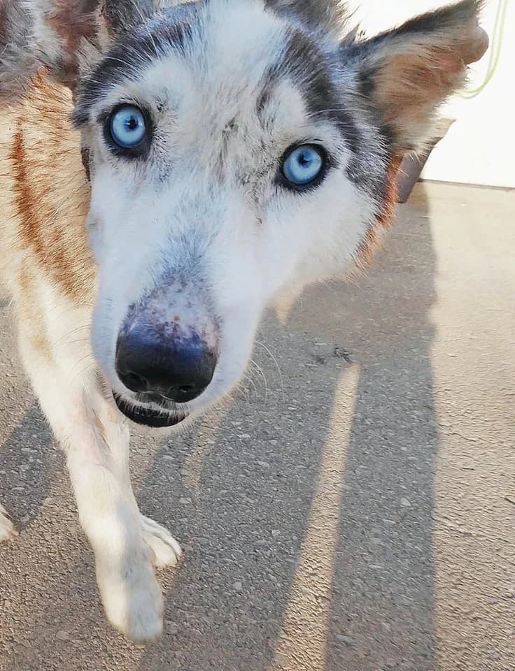 Alaska (passed away), female 5yo Mixed Breed for adoption at Souda Shelter, Chania
