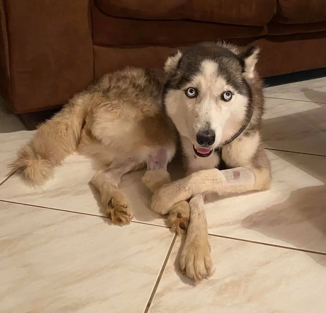 Alaska (passed away) photo 4