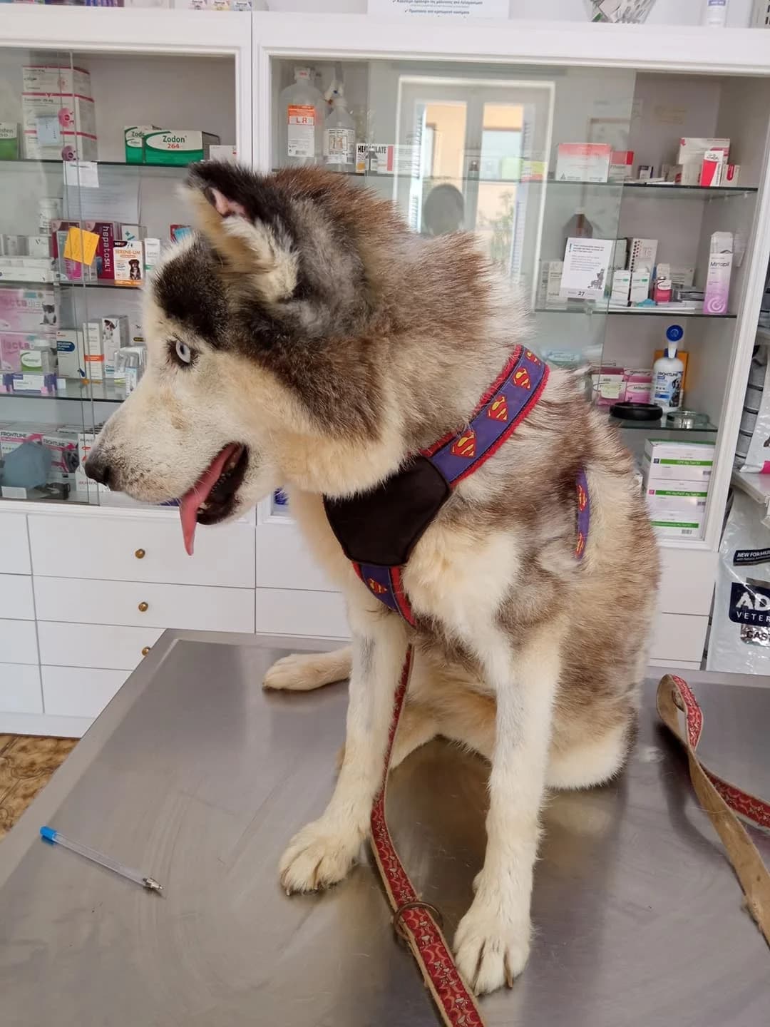 Alaska (passed away) photo 5