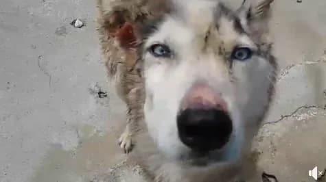 Alaska (passed away) photo 6