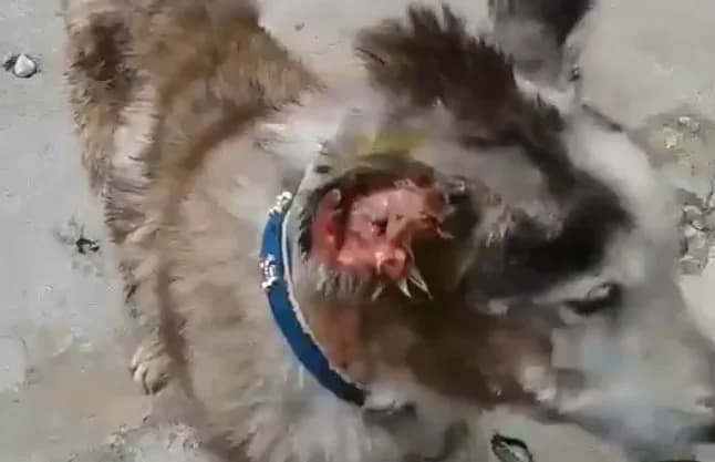 Alaska (passed away) photo 7