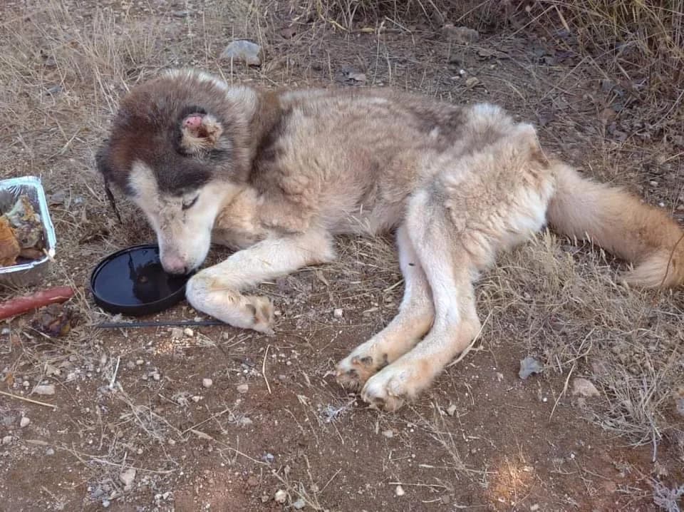 Alaska (passed away) photo 8