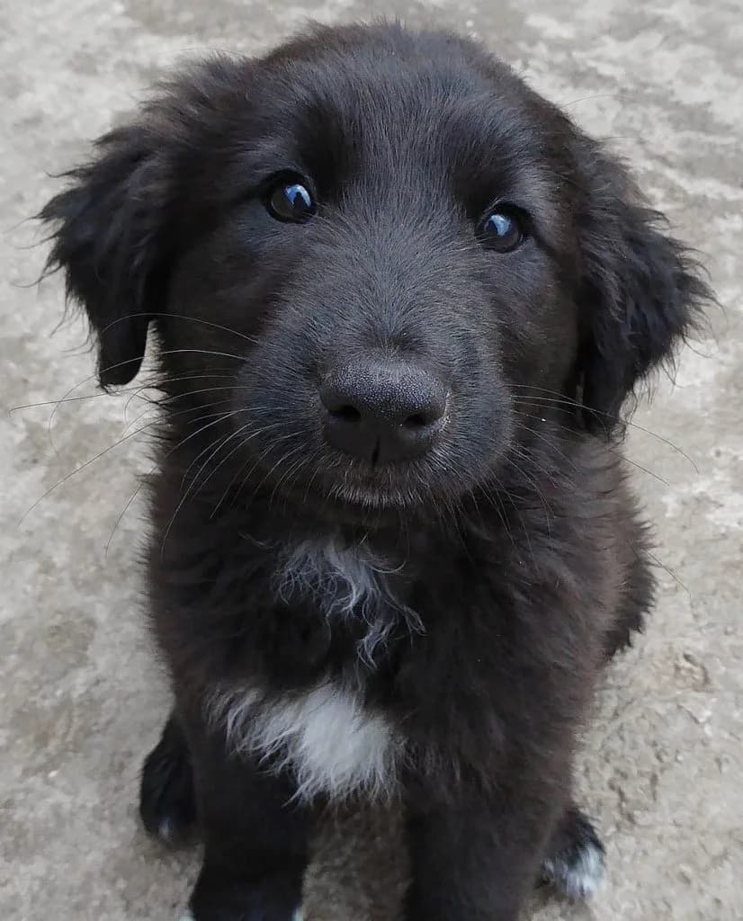 Poirot (passed away), male 6yo Mixed Breed for adoption at Souda Shelter, Chania
