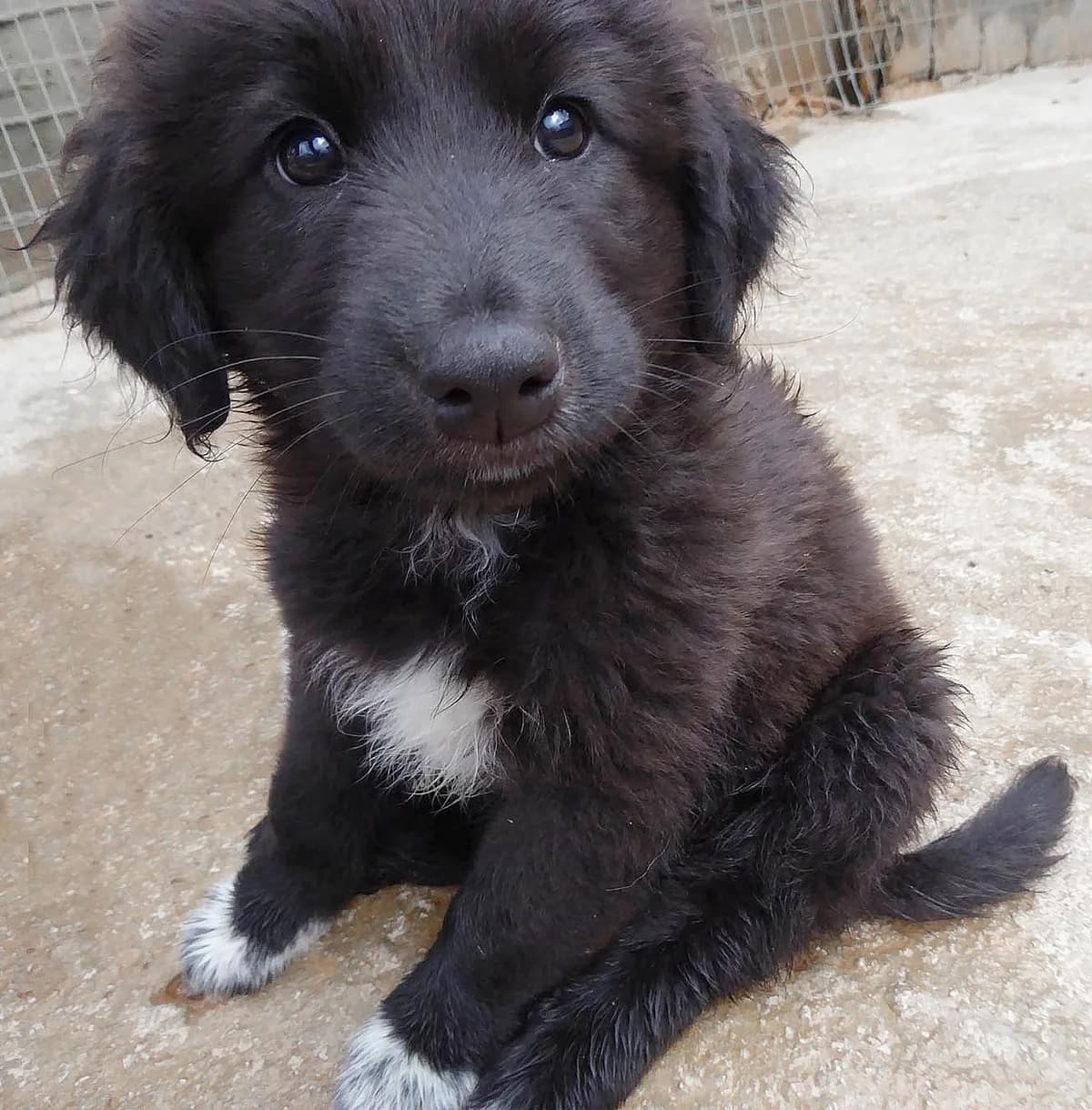 Poirot (passed away) photo 2