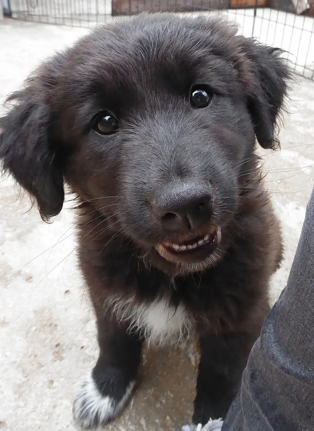 Poirot (passed away) photo 3