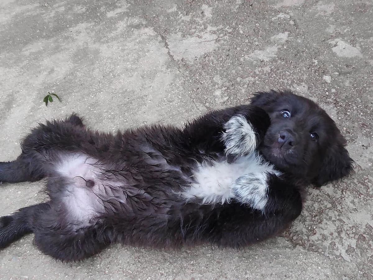 Poirot (passed away) photo 4