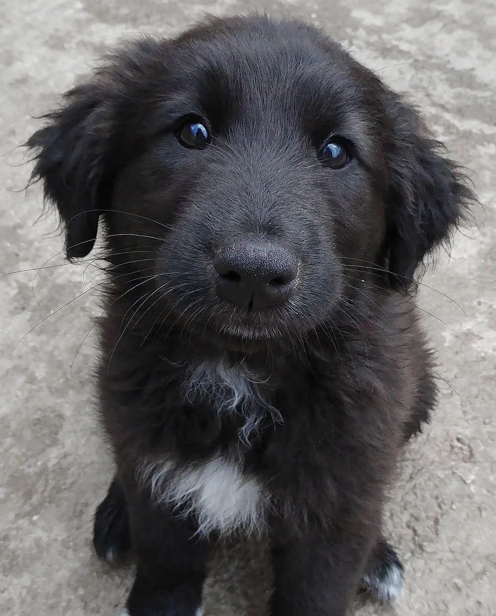 Poirot (passed away) photo 5