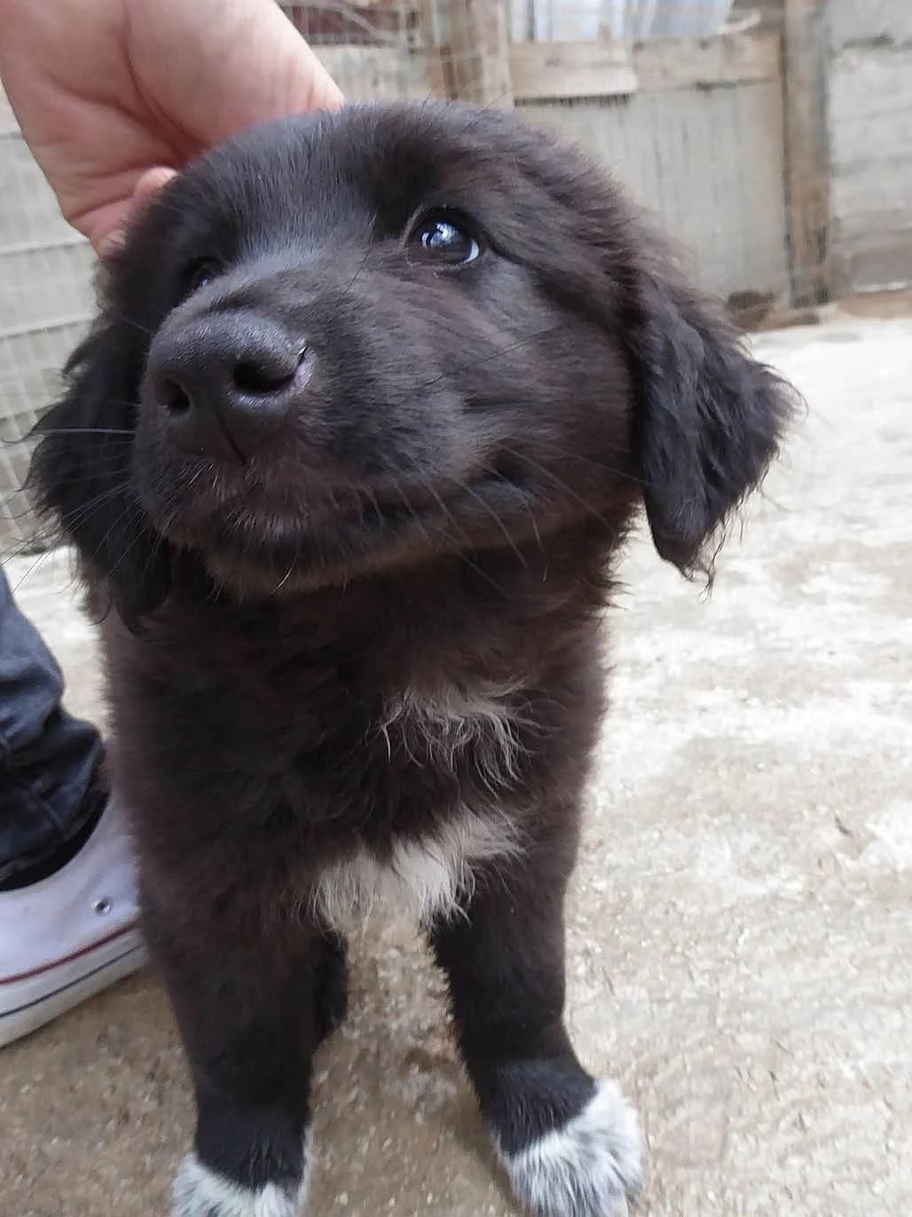 Poirot (passed away) photo 6