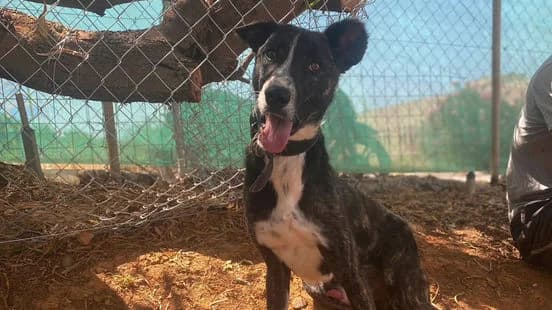 Asher, black female Mixed Breed for adoption at Gouves Shelter, Heraklion