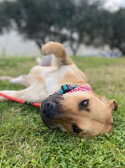 Astro, female puppy Mixed Breed for adoption at Gouves Shelter, Heraklion