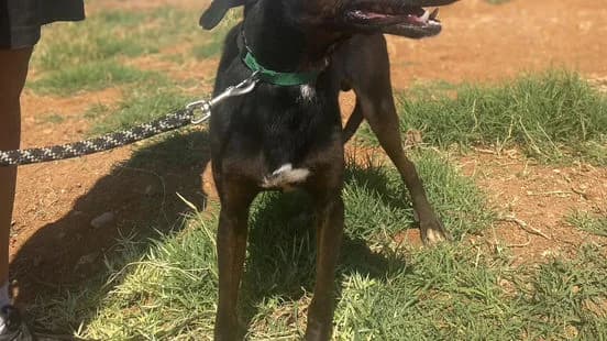 Bailey, female senior Mixed Breed for adoption at Gouves Shelter, Heraklion