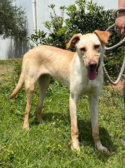 Beau, cream female Mixed Breed for adoption at Gouves Shelter, Heraklion