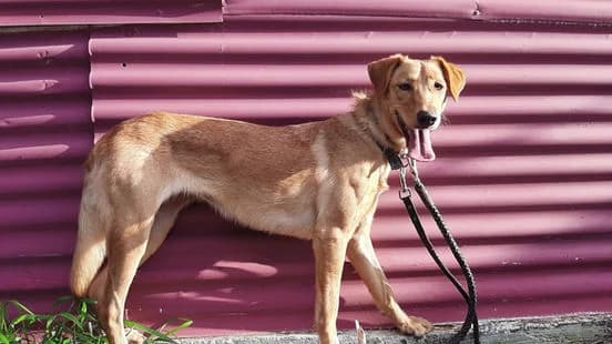 Bella, female puppy Mixed Breed for adoption at Gouves Shelter, Heraklion