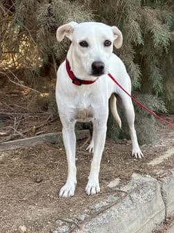 Bianca, female puppy Mixed Breed for adoption at Gouves Shelter, Heraklion