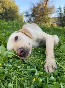 Bobby, female puppy Mixed Breed for adoption at Gouves Shelter, Heraklion