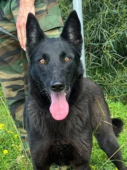 Calypso, female puppy German Shepherd for adoption at Gouves Shelter, Heraklion
