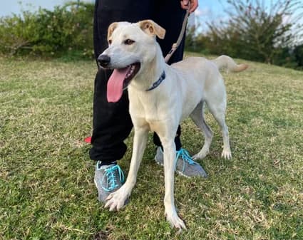 Charly, white female Mixed Breed for adoption at Gouves Shelter, Heraklion