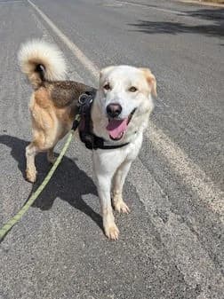 Chewbacca, female 3yo Mixed Breed for adoption at Gouves Shelter, Heraklion