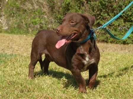 Chocolate, female puppy Mixed Breed for adoption at Gouves Shelter, Heraklion