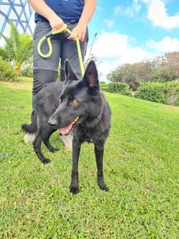 Daphne, black female Mixed Breed for adoption at Gouves Shelter, Heraklion