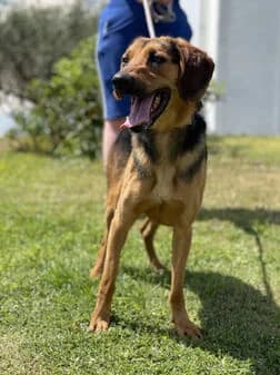 Duster, female puppy Mixed Breed for adoption at Gouves Shelter, Heraklion