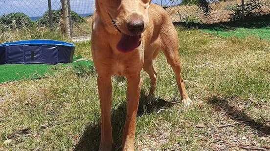 Elsa_, female puppy Mixed Breed for adoption at Gouves Shelter, Heraklion