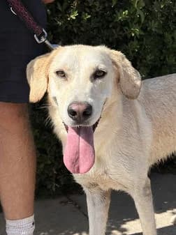 Fedra, female puppy Mixed Breed for adoption at Gouves Shelter, Heraklion