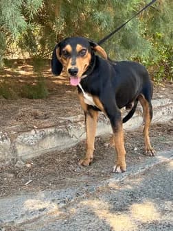 Filou, black female Mixed Breed for adoption at Gouves Shelter, Heraklion