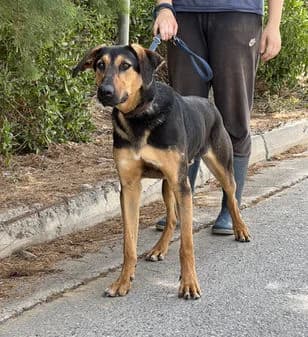 Fred, female puppy Mixed Breed for adoption at Gouves Shelter, Heraklion