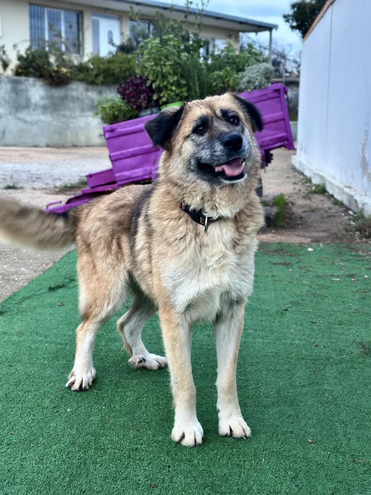 Agapi, female 4yo Mixed Breed for adoption at A Little Shelter