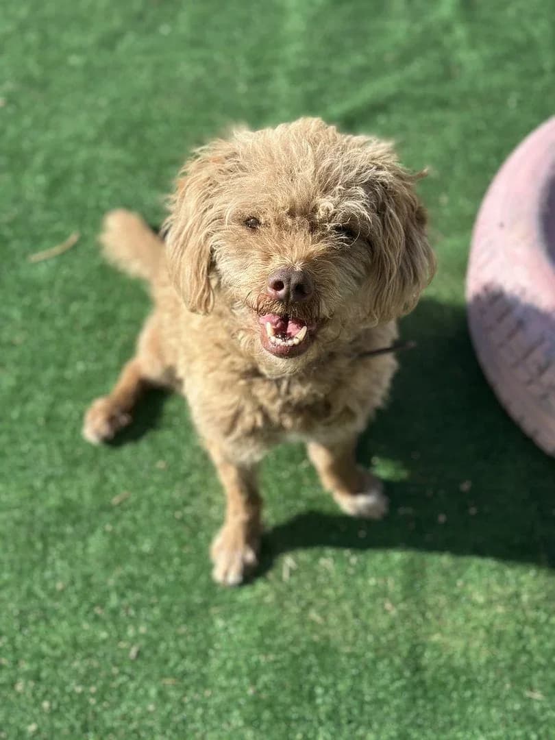 Bo, male senior Mixed Breed for adoption at A Little Shelter
