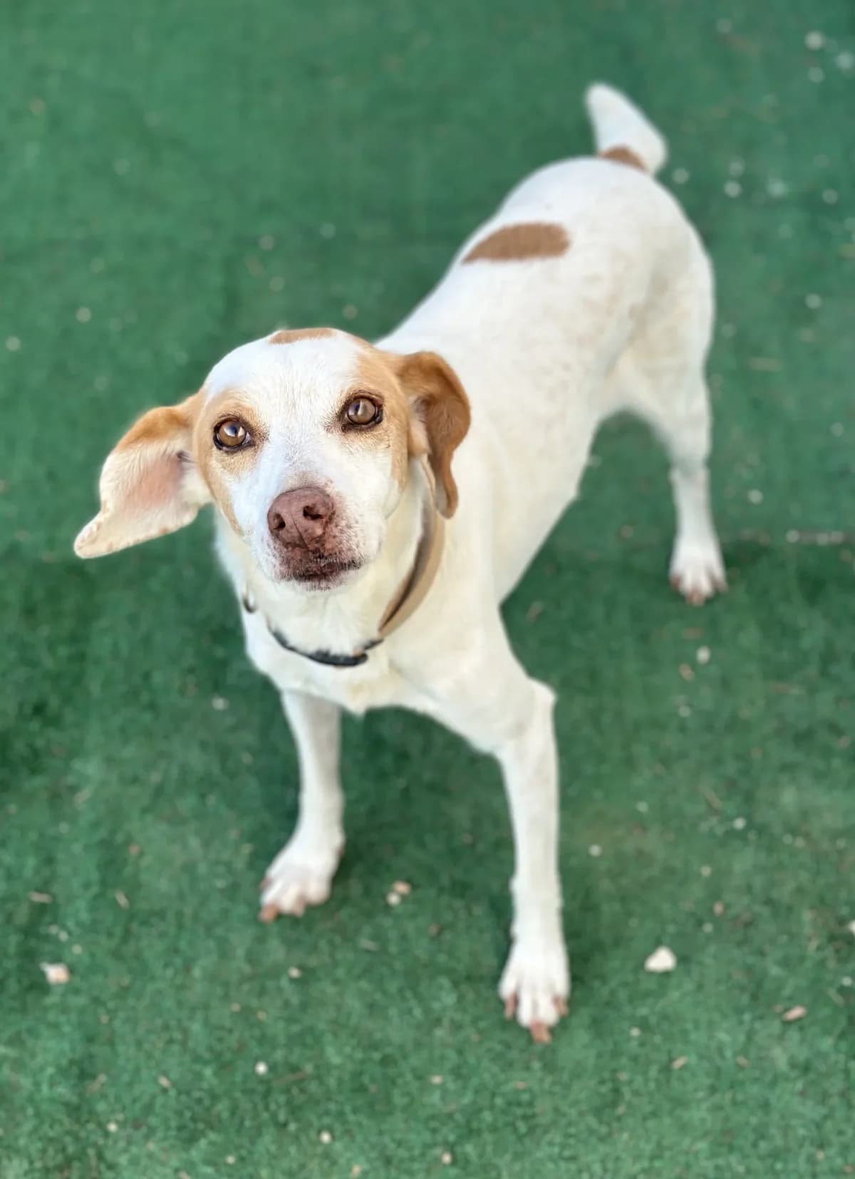 Elpida, female senior Mixed Breed for adoption at A Little Shelter