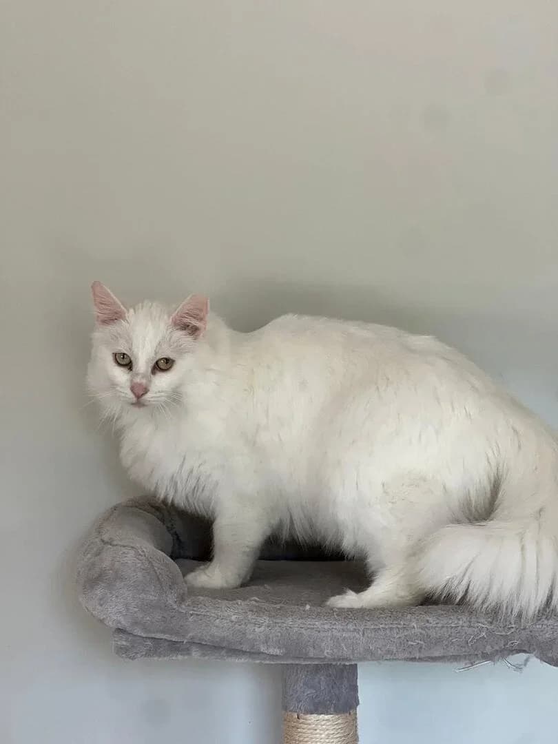 Snow, female 3yo Mixed Breed for adoption at A Little Shelter