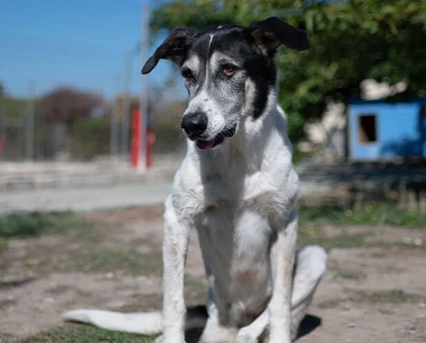 Madeleine, weiss braun schwarz female senior Mixed Breed for adoption at A.C.E. Animal Compassion Europe - Tiere in Not e.V.