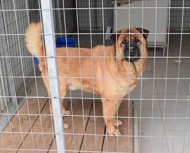 Pavarotti, braun male senior Mixed Breed for adoption at A.C.E. Animal Compassion Europe - Tiere in Not e.V.