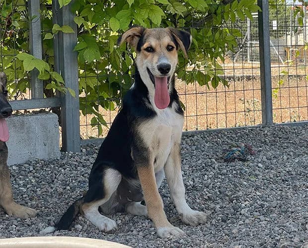Momo, tricolor male young Mixed Breed for adoption at A.C.E. Animal Compassion Europe - Tiere in Not e.V.