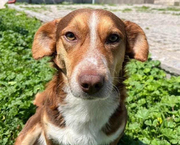 Monchichi, braun weiss male 5yo Mixed Breed for adoption at A.C.E. Animal Compassion Europe - Tiere in Not e.V.