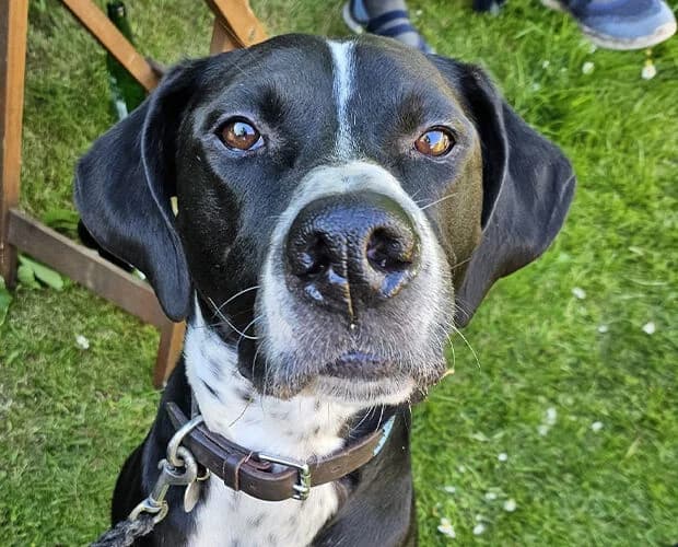 Hagen, schwarz male 7yo Mixed Breed for adoption at A.C.E. Animal Compassion Europe - Tiere in Not e.V.