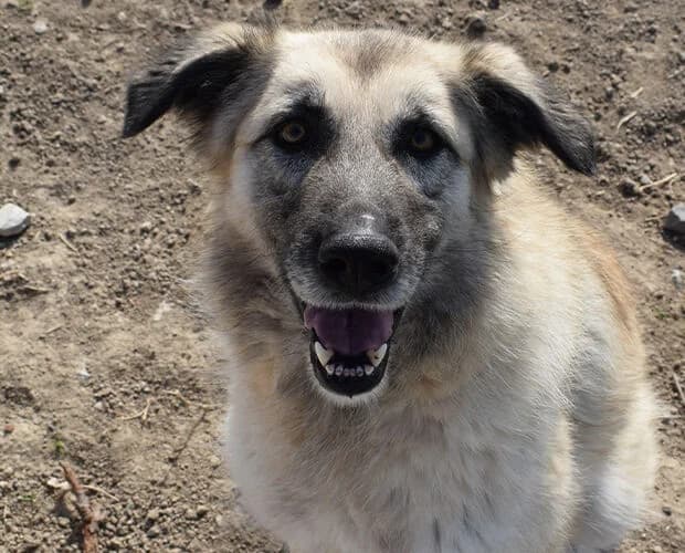 Manolita, beige grau female 5yo Mixed Breed for adoption at A.C.E. Animal Compassion Europe - Tiere in Not e.V.