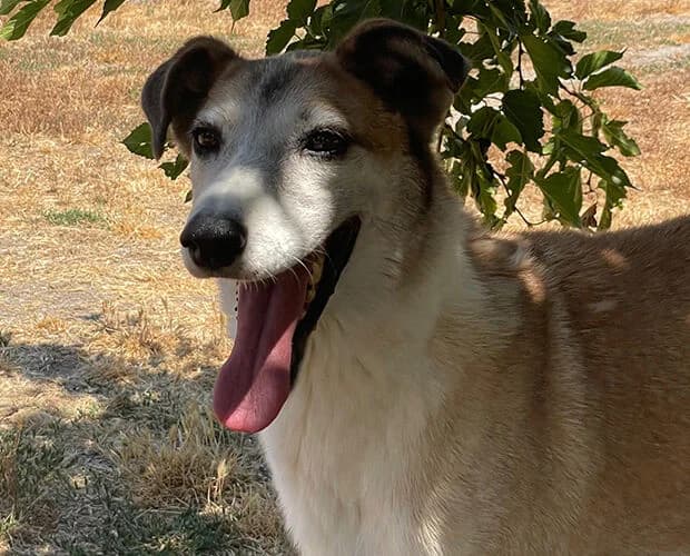 Jack, braun-weiss male senior Mixed Breed for adoption at A.C.E. Animal Compassion Europe - Tiere in Not e.V.