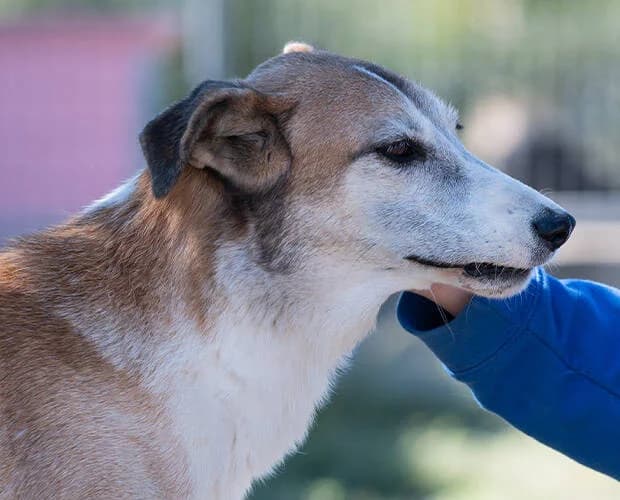 Jack, braun-weiss male Mixed Breed for adoption at A.C.E. Animal Compassion Europe - Tiere in Not e.V. — photo 2 of 8