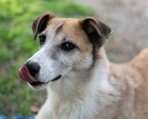 Jack, braun-weiss male Mixed Breed for adoption at A.C.E. Animal Compassion Europe - Tiere in Not e.V. — photo 3 of 8