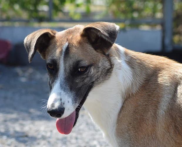 Jack, braun-weiss male Mixed Breed for adoption at A.C.E. Animal Compassion Europe - Tiere in Not e.V. — photo 4 of 8