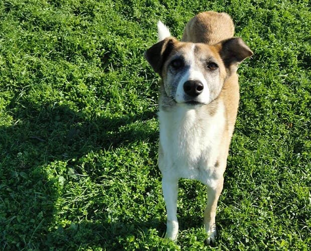 Jack, braun-weiss male Mixed Breed for adoption at A.C.E. Animal Compassion Europe - Tiere in Not e.V. — photo 5 of 8